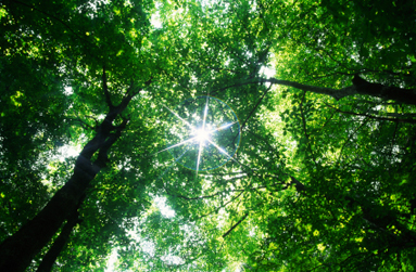 Un temps suspendu sous les arbres